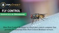 MAX Flies Control Brisbane image 8